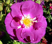 Rhapsody in Blue