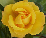 Goldmarie 82