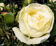 La Paloma 85