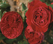 Red Leonardo da Vinci
