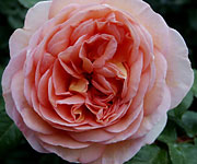 Abraham Darby