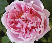 Cottage Rose