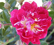 Super Excelsa