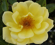 Guletta